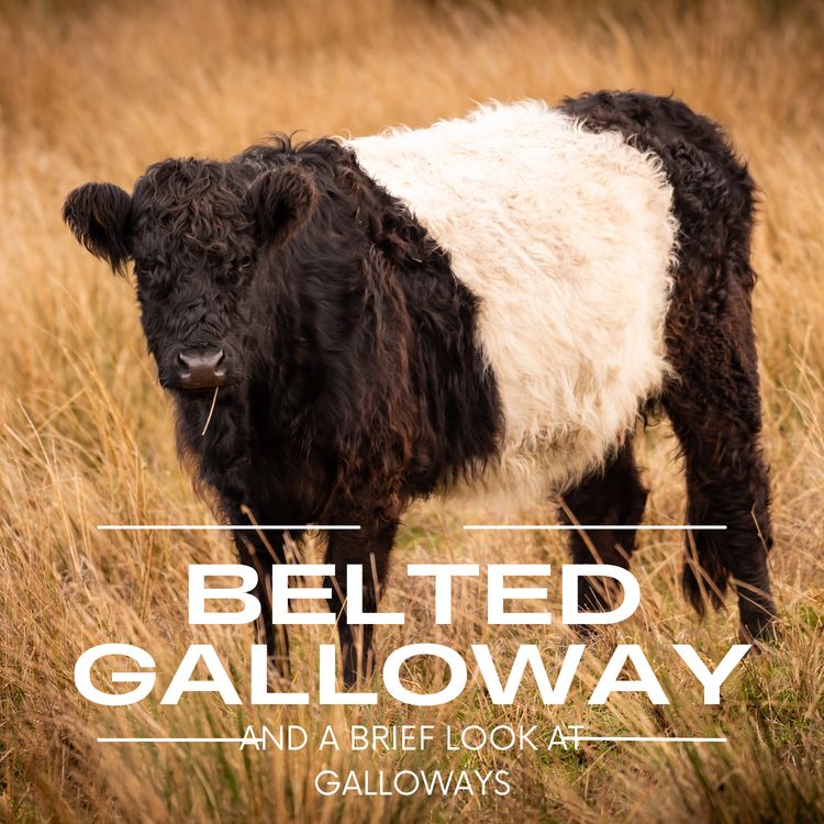 cover art for Behind the Breeds: Belted Galloways