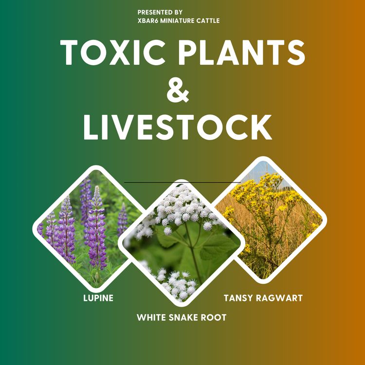 cover art for "Toxic Trouble: Plants That Could Harm Your Livestock"
