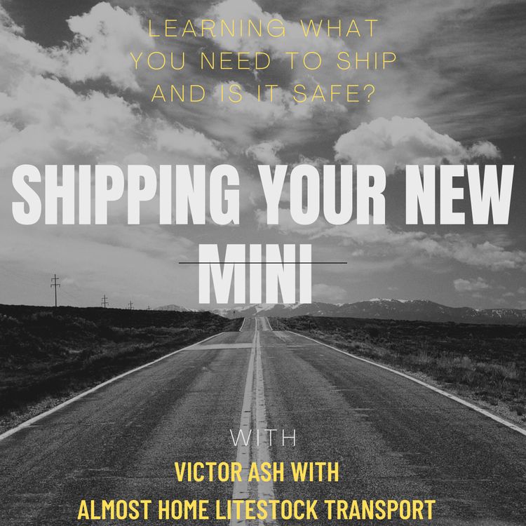 cover art for Should I Ship My Miniature Cow Across the Country? Featuring Victor Ash of Almost Home Livestock Transport