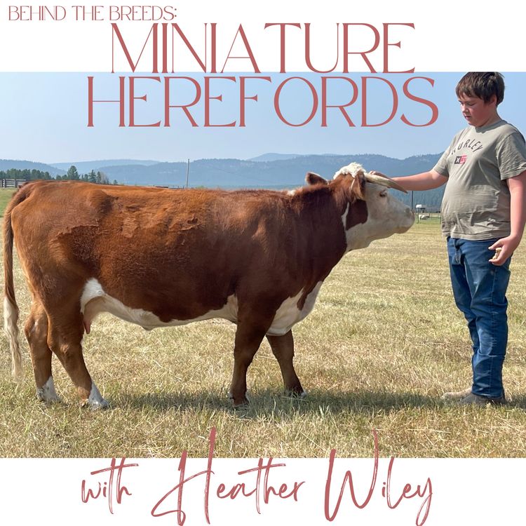 cover art for Behind the Breeds: Miniature Herefords