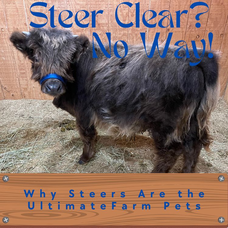 cover art for Steer Clear? No Way! Why Steers Are the Ultimate Farm Pets