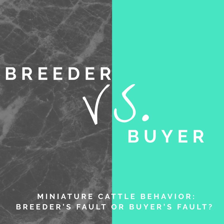 cover art for Miniature Cattle Behavior: Breeder’s Fault or Buyer’s Fault?
