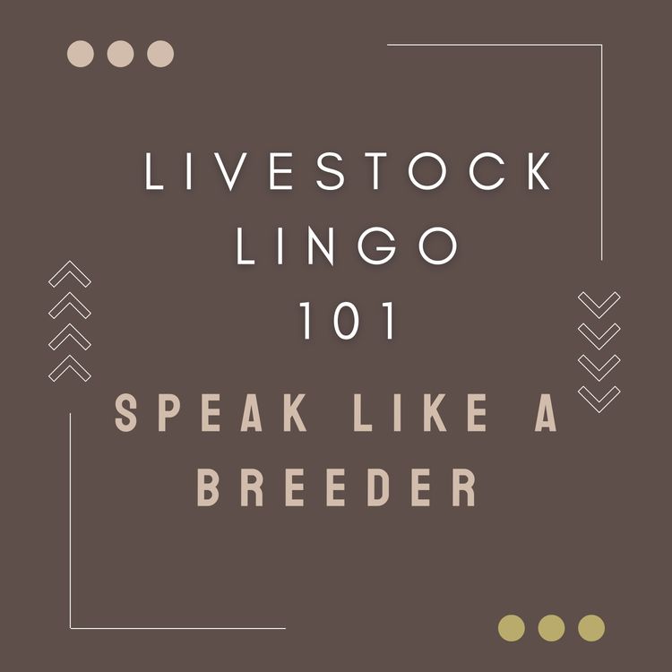 cover art for Livestock Lingo 101: Speak Like A Breeder
