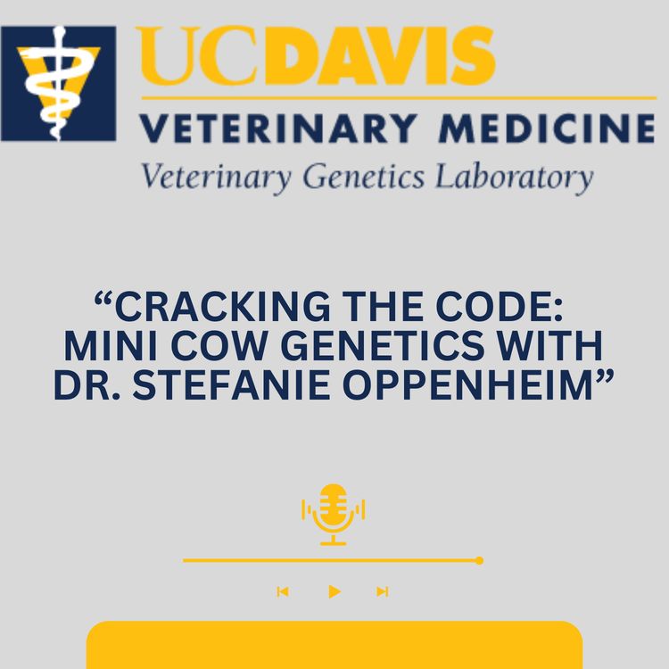 cover art for Cracking the Code: Mini Cow Genetics