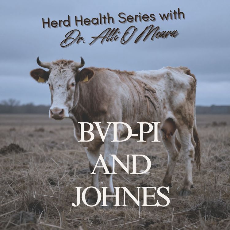 cover art for BVD-PI and JHONES What the Heck Are They?