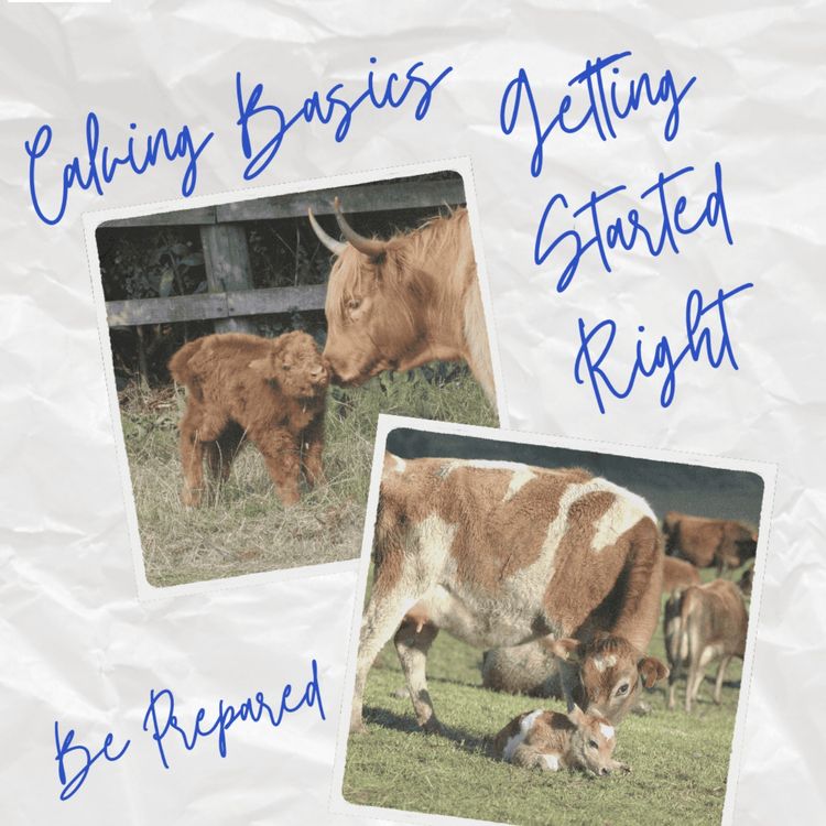 cover art for Calving Basics: Getting Started Right