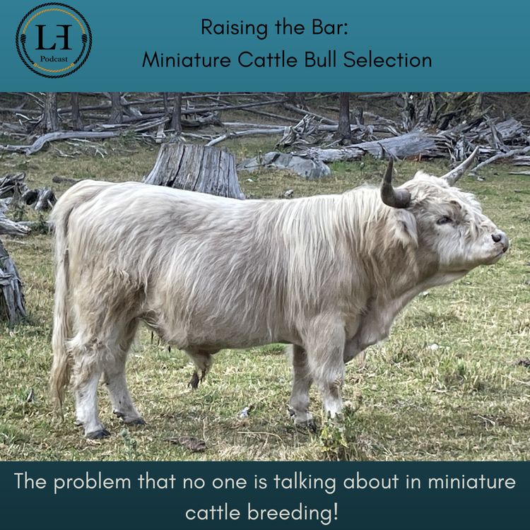 cover art for Raising the Bar: Miniature Cattle Bull Selection