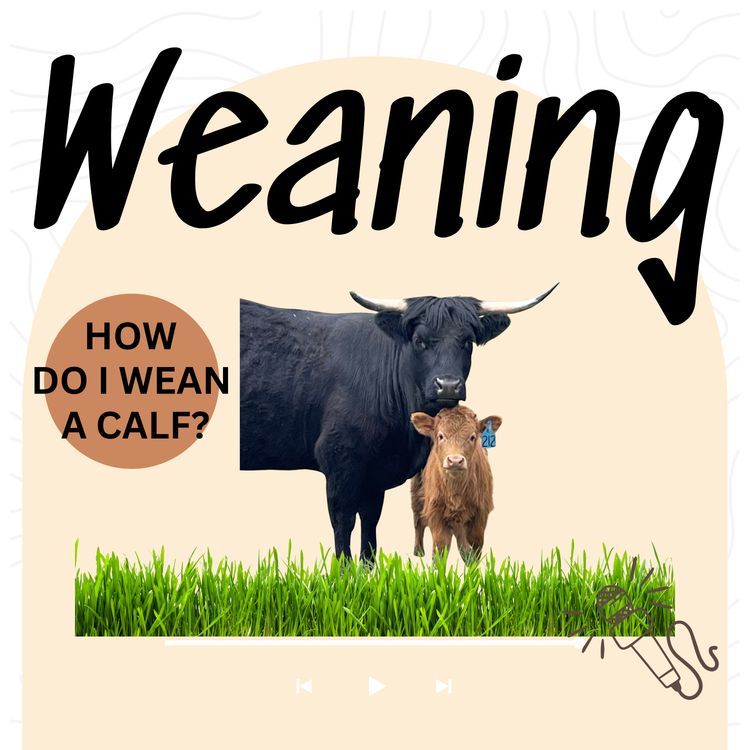 cover art for Weaning 101: Making the Transition Easier