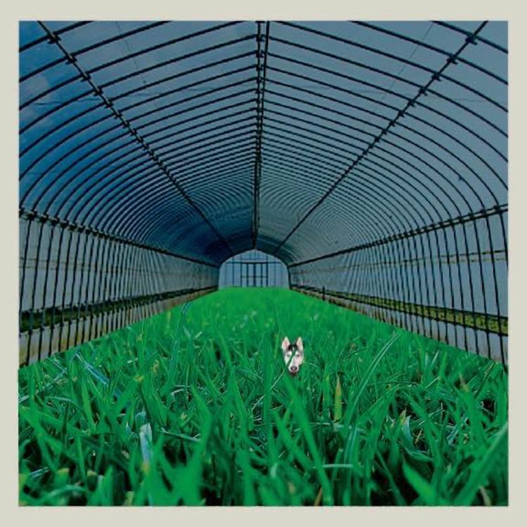 cover art for Five for Foxing: Dealer