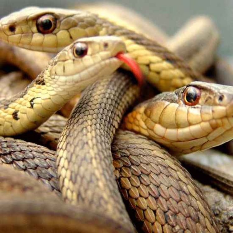cover art for The Brood Of Vipers Still Exist