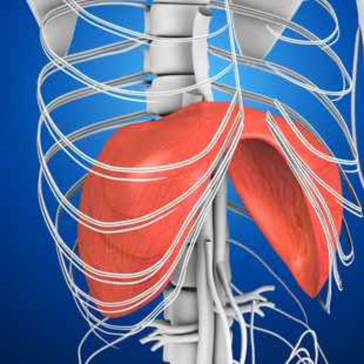 cover art for The Silent Muscle: How Diaphragm Weakness & Drug-Induced Paralysis Cause Cardiac Collapse & Death
