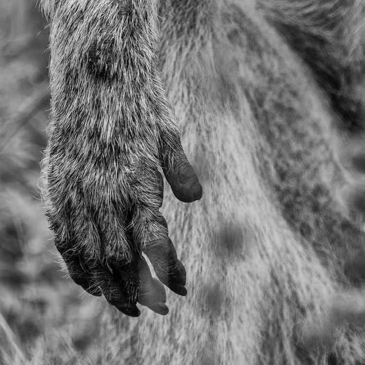 cover art for The Monkey's Paw - Cryptic Transmission