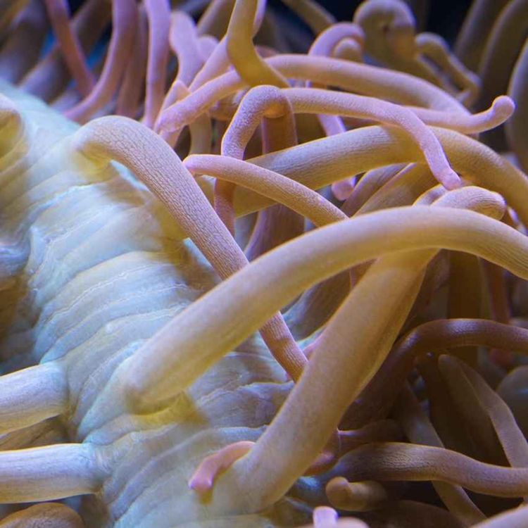 cover art for S2 Ep 25 Promo