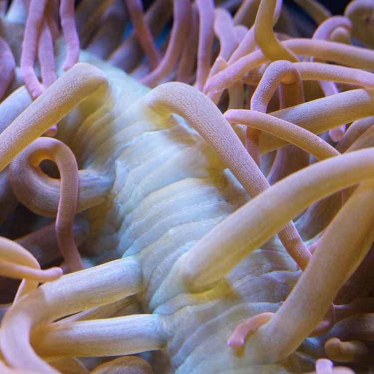 cover art for Fear - Hide!