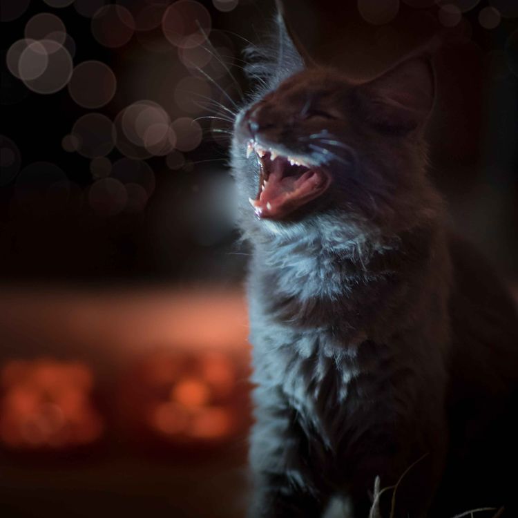 cover art for Feeding Azrael - Brain Probe