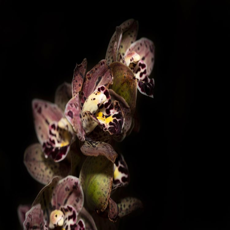 cover art for The Flowering of the Strange Orchid - Phantom Parade