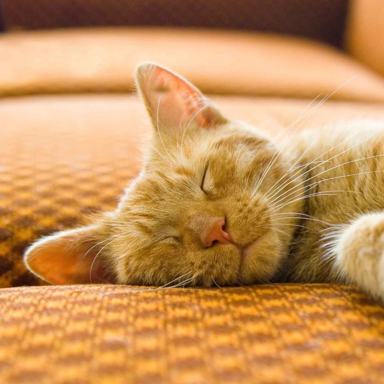 cover art for Tennis Players and Sleep: The New Secret Weapon?