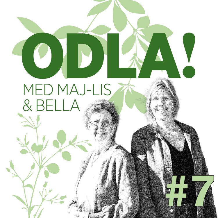 cover art for Magnoliamagi, bladlöss och okastade handdukar