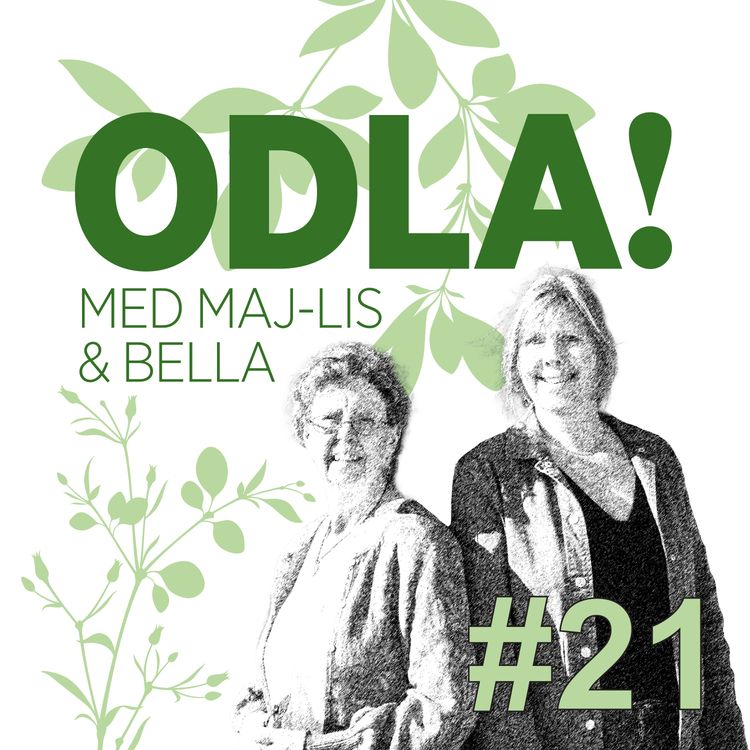 cover art for Pionfröjd, vackra men ovettiga liljebaggar & potatisproblem