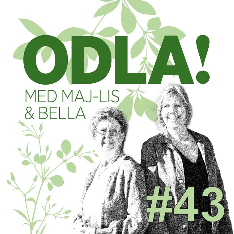 cover art for Lekfull trädgård, mögig bergenia & frågestund i Uppsala