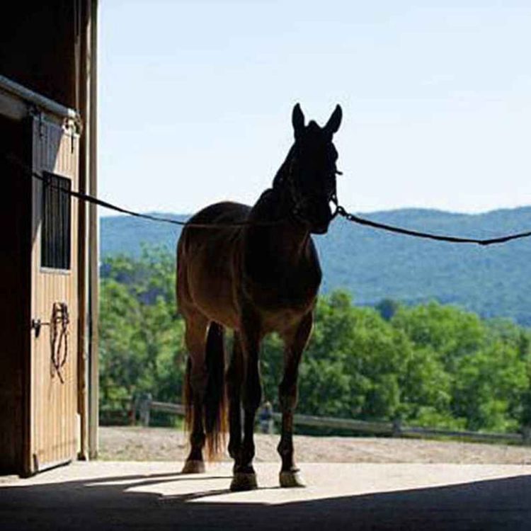 cover art for ⋆✴︎˚｡Introduction｡✴︎˚｡⋆