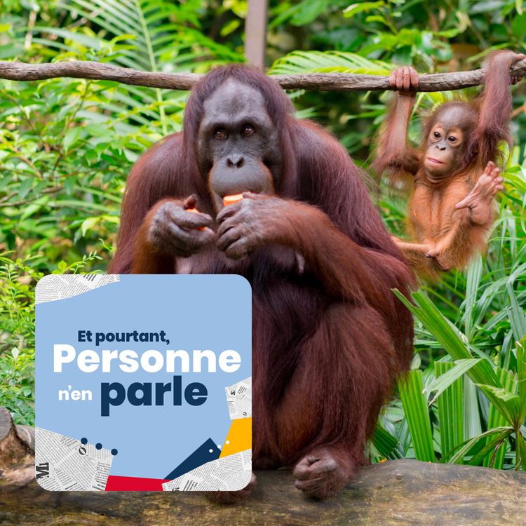 cover art for Episode 10. Des orang-outans en cadeau diplomatique et un festival de cinéma décolonial