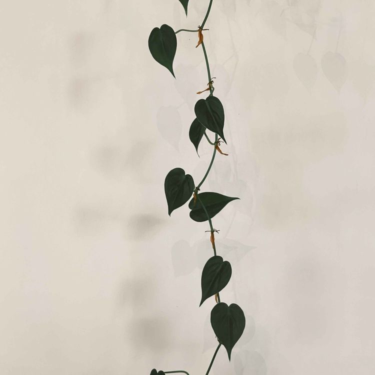 cover art for I John 4:12 Abiding Love