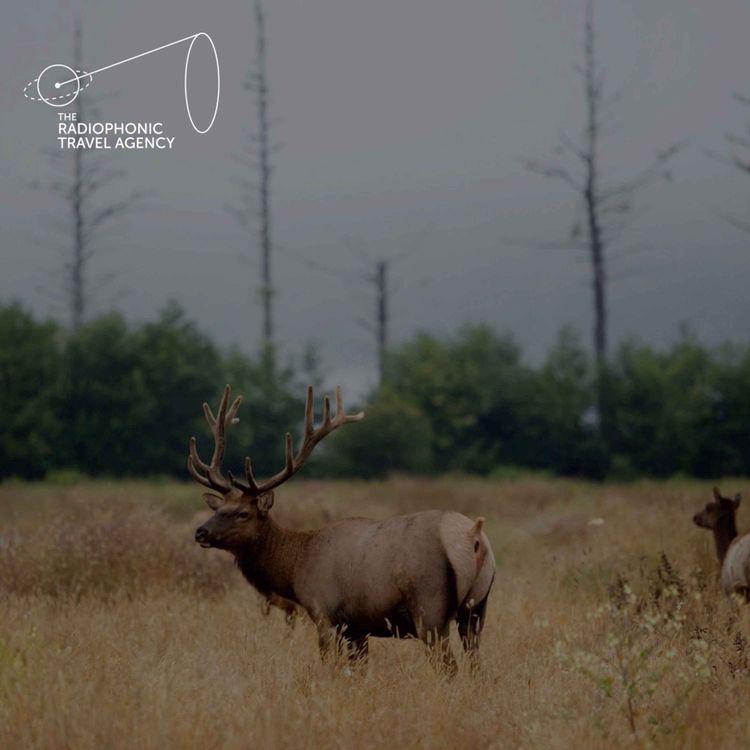 cover art for Yellowstone National Park