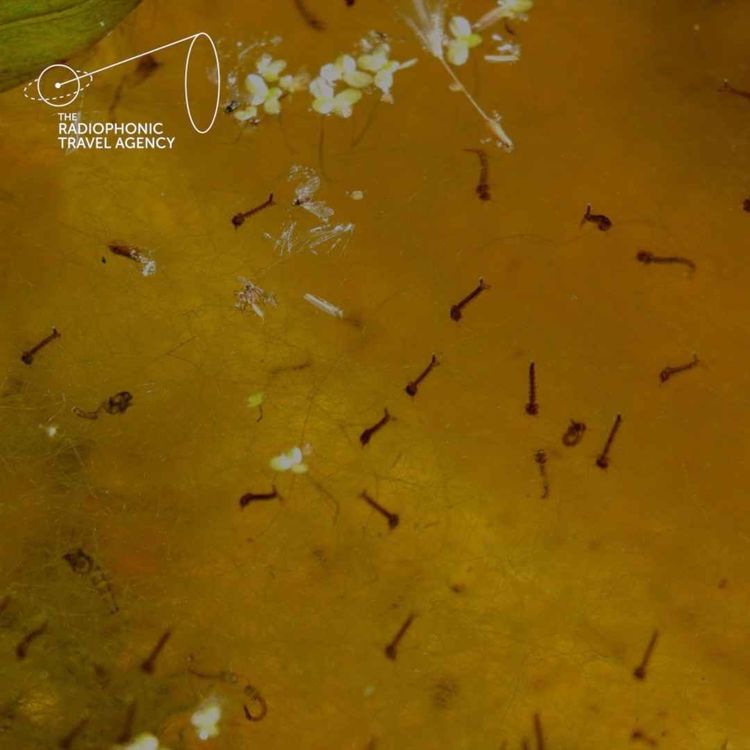 cover art for Freshwater Ponds