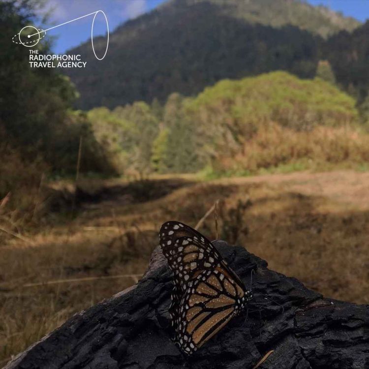 cover art for Following the Flight of the Monarchs