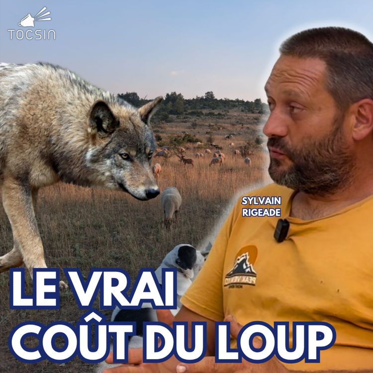 cover art for Jusqu’à 21 loups dans les Baronnies provençales : le quotidien d’un éleveur de brebis