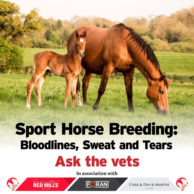 cover art for Ep 983: Sport Horse Breeding: Bloodlines, Sweat and Tears - Ask The Vet Special