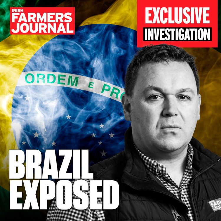 cover art for Undercover - Brazilian Beef Exposed 