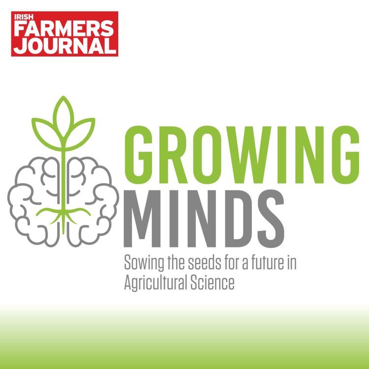 cover art for Growing Minds EP 3 - Choosing The Right Course 