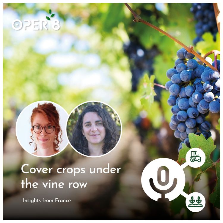 cover art for Cover crops under the vine row.