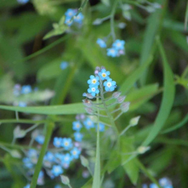 cover art for Svätého Jozefa, robotníka