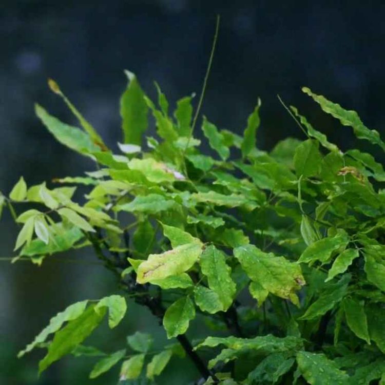 cover art for 5. Fitnadan ogohlik