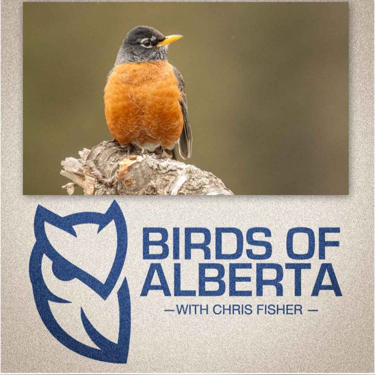 cover art for American Robin