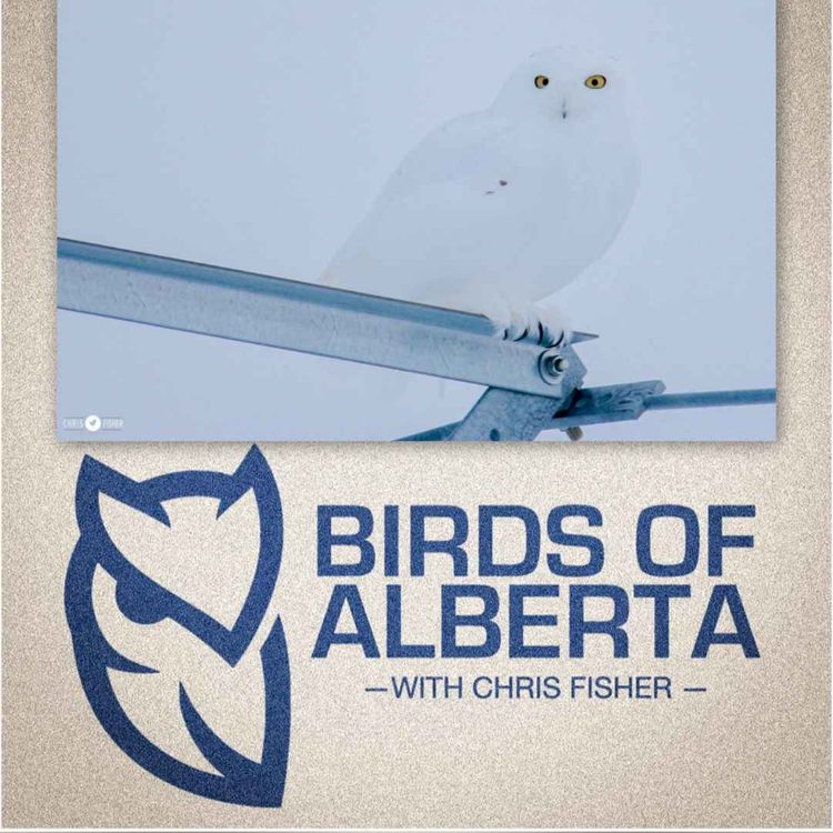 cover art for Snowy Owl