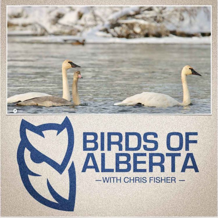 cover art for Trumpeter Swan