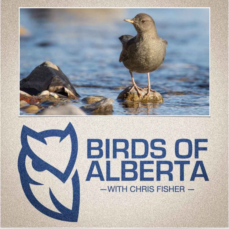 cover art for American Dipper