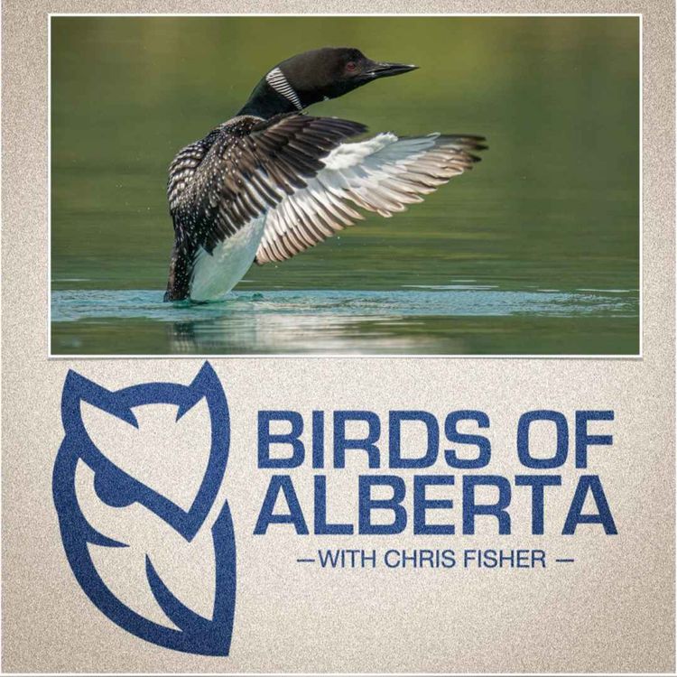 cover art for Common Loon