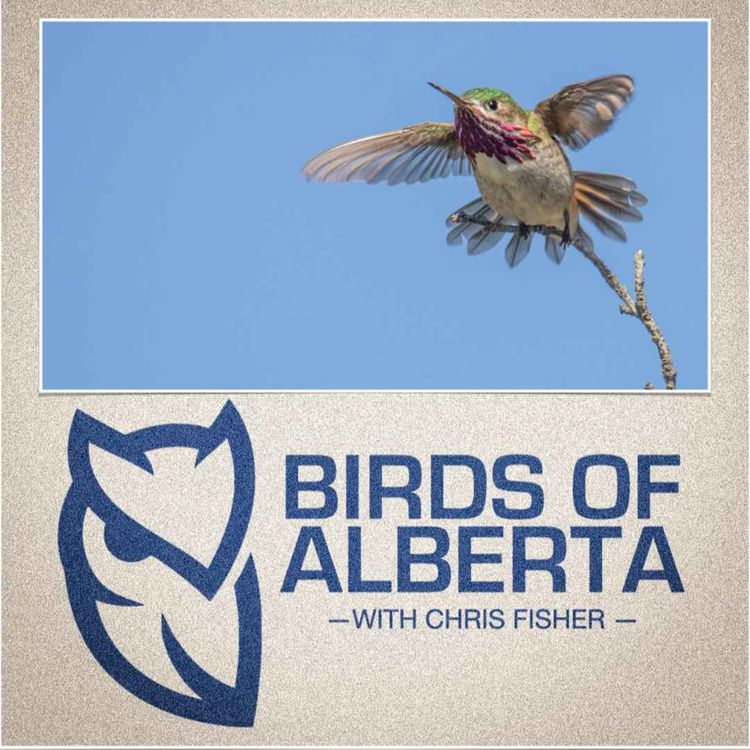 cover art for Calliope Hummingbird