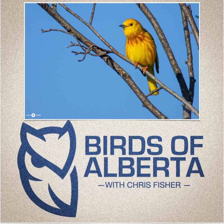 cover art for Yellow Warbler