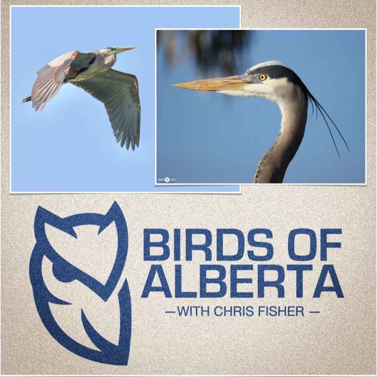 cover art for Great Blue Heron