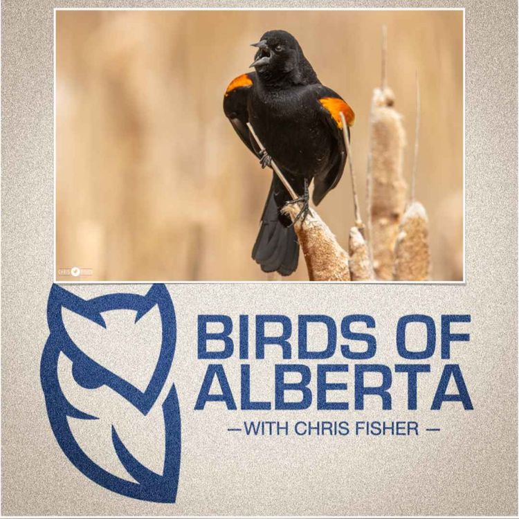 cover art for Red-winged Blackbird