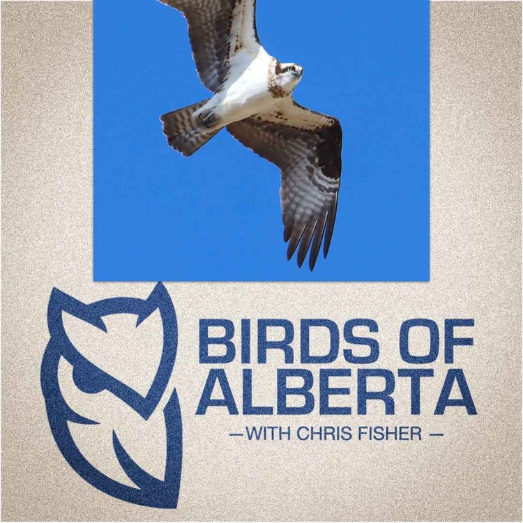 cover art for Osprey