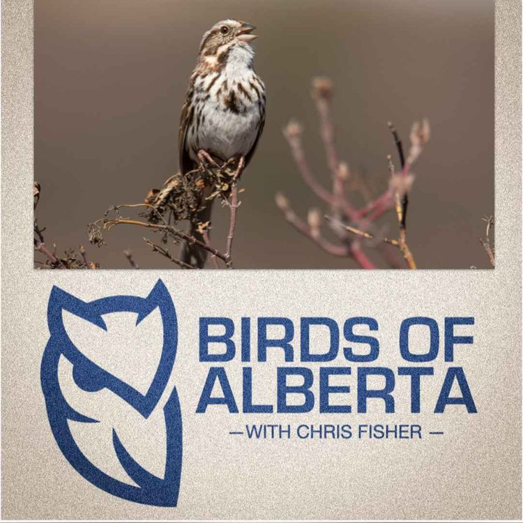 cover art for Song Sparrow