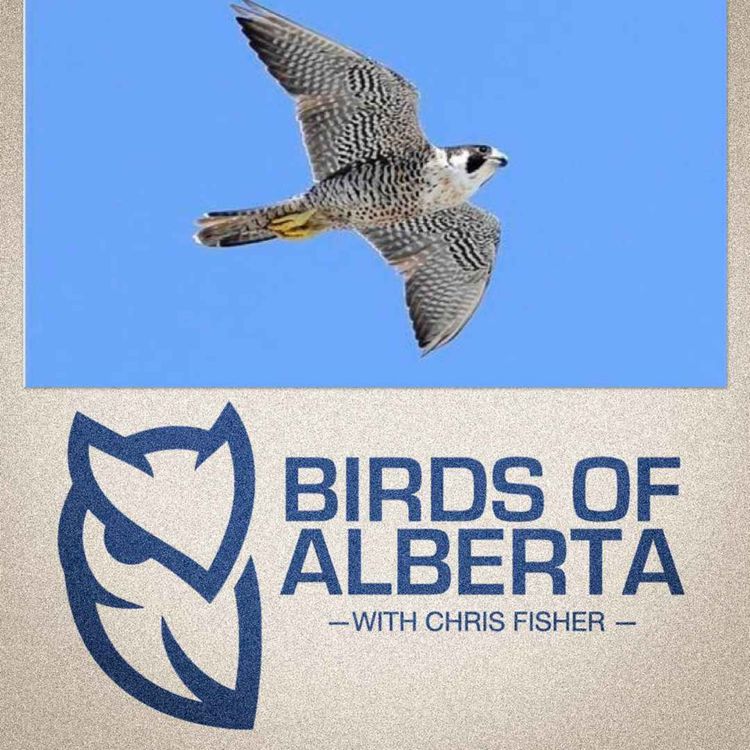 cover art for Peregrine Falcon