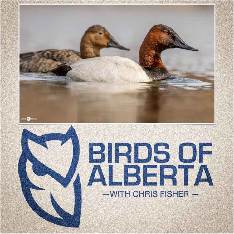 cover art for Canvasback